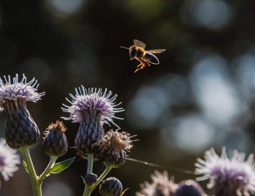 Wie die Natur Drohnen und Flugzeuge inspiriert